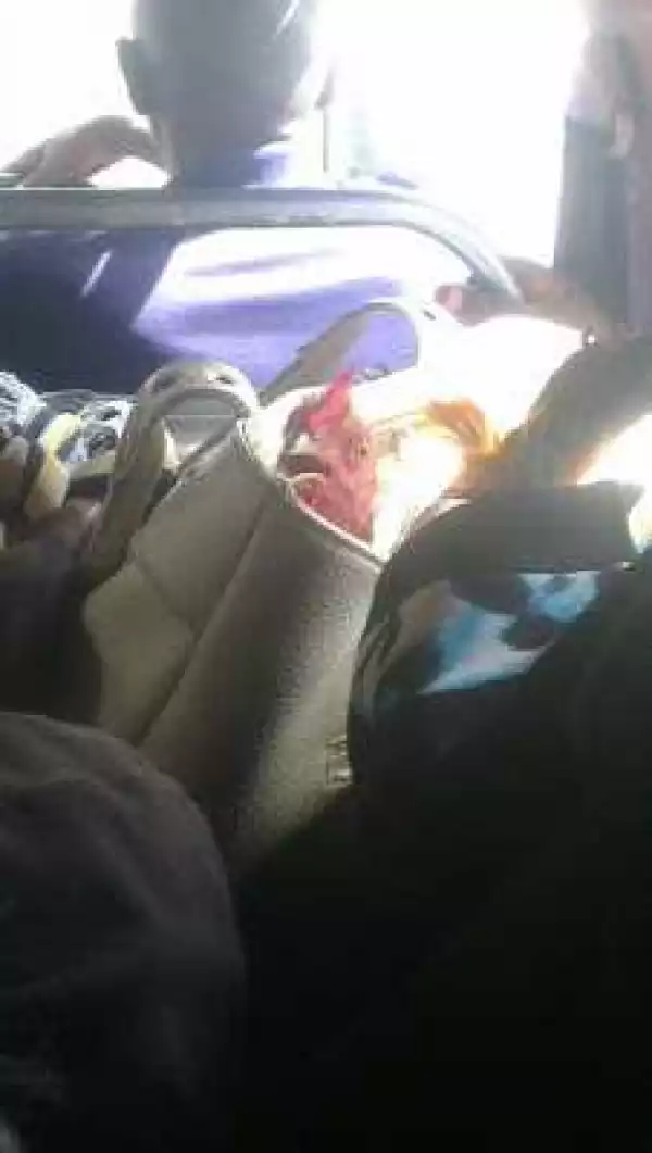 Photo: Woman spotted in a bus with a live chicken...inside her handbag